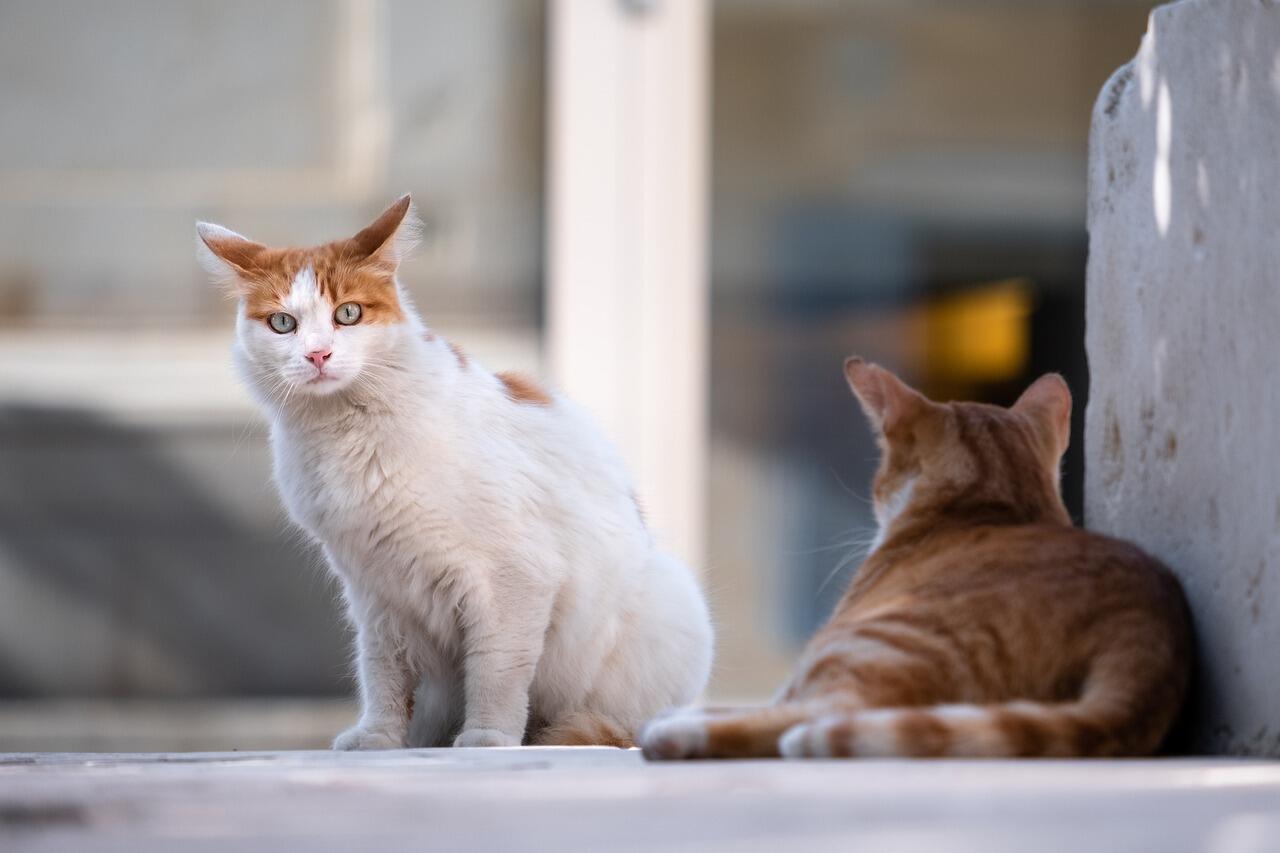 Kedi Cinsleri ve İsimleri Nelerdir? Cins Kedi Türleri ve Özellikleri