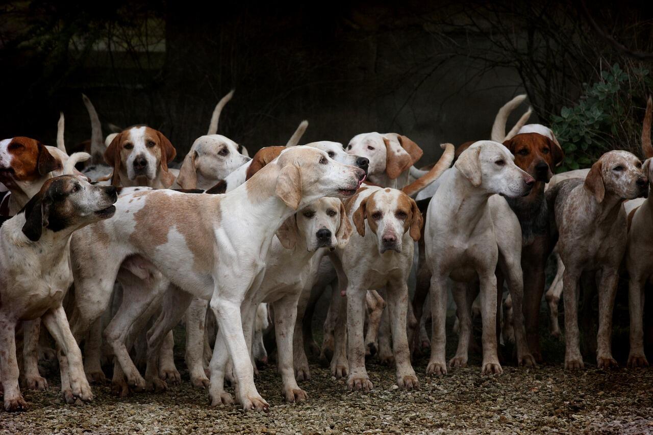 Köpek Cinsleri: Küçük, Sevimli Köpek Türleri ve Özellikleri Nelerdir?