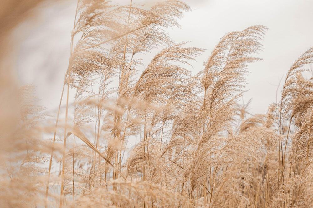 Pampas Otu Nedir? Pampas Çiçeğinin Dökülmemesi İçin Ne Yapılır?