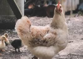 Bütük Tavuk Düdüklü Tencerede Nasıl Pişirilir?