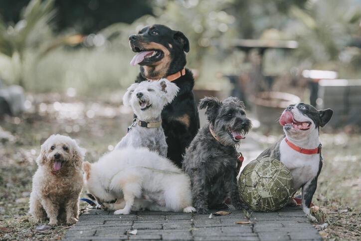 Köpek İsimleri ve Anlamları – En Güzel, Yaratıcı, Duyulmamış, Havalı, Türkçe, Yabancı Dişi ve Erkek Köpek İsimleri