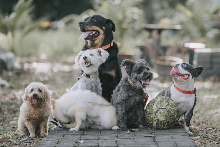 Köpek İsimleri 2021: En Güzel, Yaratıcı, Popüler, Yabancı Dişi ve Erkek Köpek İsimleri