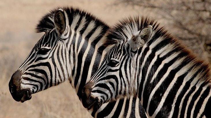 Zebra Ne Yer, Nasıl Beslenir? Zebraların En Sevdiği Besinler Nelerdir?