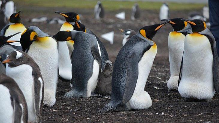 Penguenler Ne Yer, Nasıl Beslenir? Penguenlerin En Sevdiği Besinler Nelerdir?