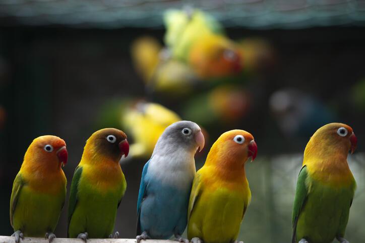 Papağan Fiyatları 2021: Sultan, Cennet, Jako, Kakadu, Pakistan, Forpus, Macaw Papağan Fiyatları