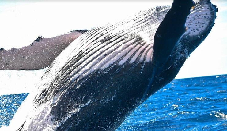 Balinalar Ne Yer, Nasıl Beslenir? Balinaların En Sevdiği Besinler Nelerdir?