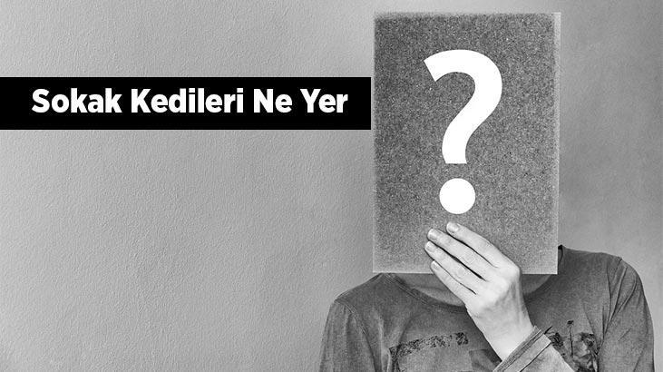 Sokak Kedileri Ne Yer, Nasıl Beslenir? Sokak Kedilerinin En Sevdiği Besinler Nelerdir?