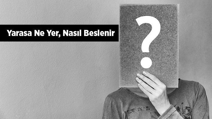 Yarasa Ne Yer, Nasıl Beslenir? Yarasaların En Sevdiği Besinler Nelerdir?