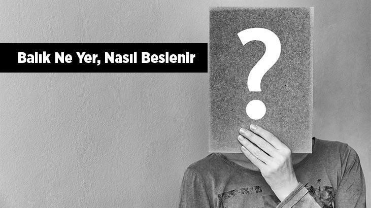 Balık Ne Yer, Nasıl Beslenir? Balıkların En Sevdiği Besinler Nelerdir?