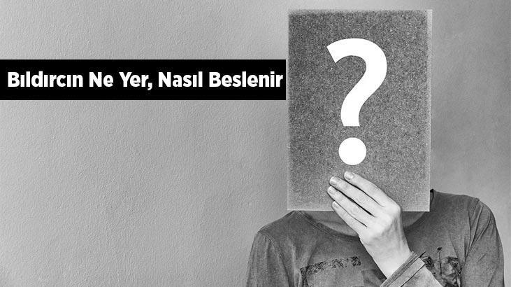 Bıldırcın Ne Yer, Nasıl Beslenir? Bıldırcınların En Sevdiği Besinler Nelerdir?