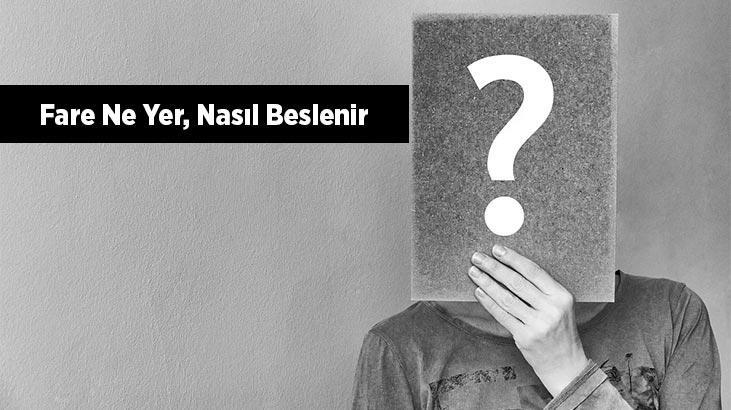 Fare Ne Yer, Nasıl Beslenir? Farelerin En Sevdiği Besinler Nelerdir?