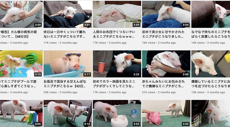 Yavru domuz videolarıyla ünlenen YouTuber’ın ‘pişmiş yavru domuz’ fotoğrafı olay yarattı – Teknoloji Haberleri