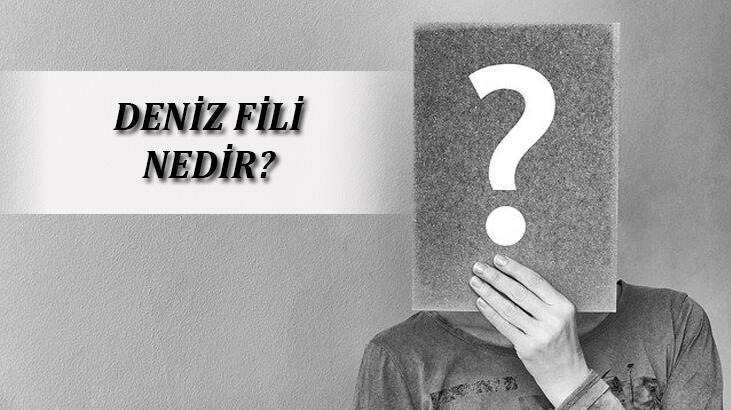 Deniz Fili Nedir? Ne İle Beslenirler Ve Özellikleri Nelerdir?