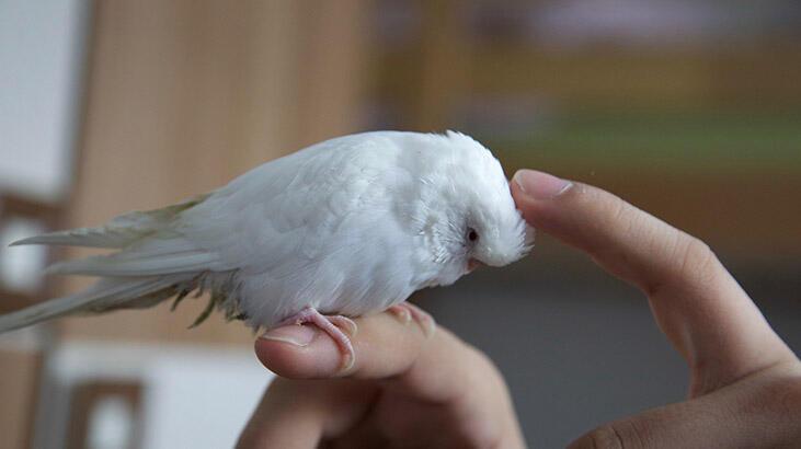 Albino Muhabbet Kuşu Konuşur Mu? Özellikleri Nelerdir?