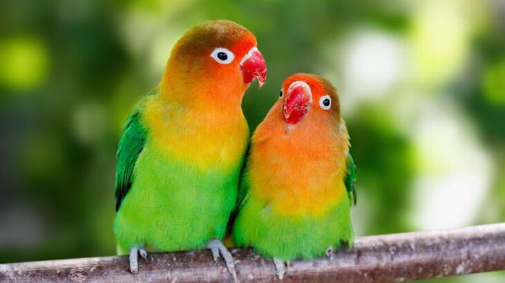 Aşk Kuşu Konuşur Mu? Kısaca Özellikleri Nelerdir?