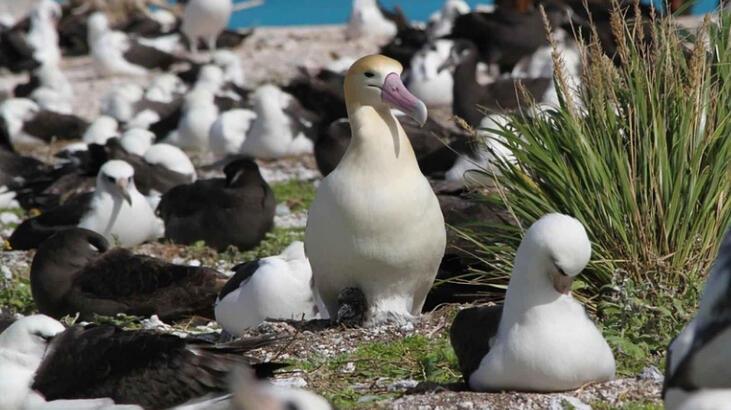 Albatros Kuşu Nedir, Nerede Yaşar? Özellikleri Nelerdir?