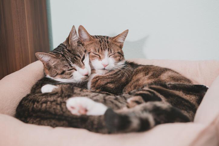 Kedi İsimleri 2022: Renklerine Göre Birbirinden Güzel, Değişik, Popüler, Yaratıcı Dişi ve Erkek Kedi İsimleri