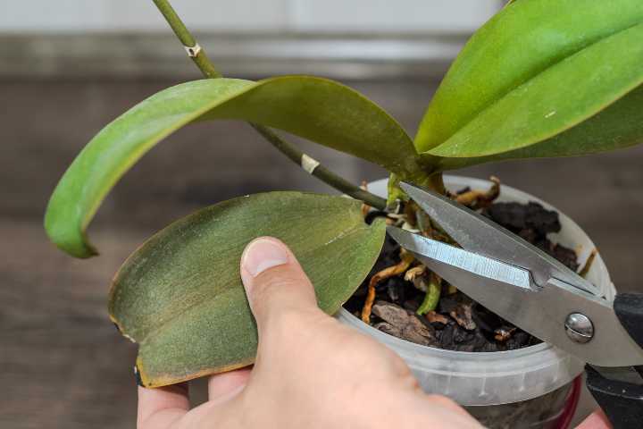 orkidenin-budanmasi-shutter-2