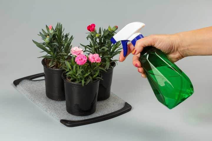 karanfil-nasil-yetistirilir-shutter-1