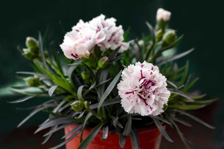 karanfil-nasil-yetistirilir-shutter-5