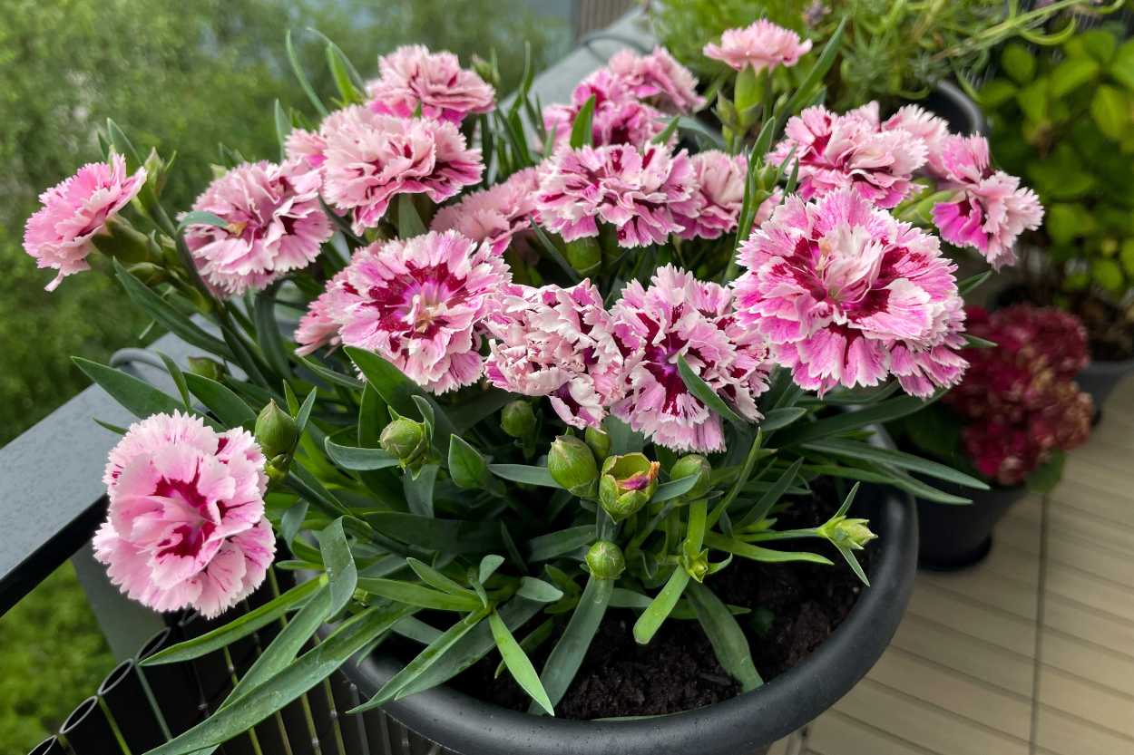 karanfil-nasil-yetistirilir-shutter-3