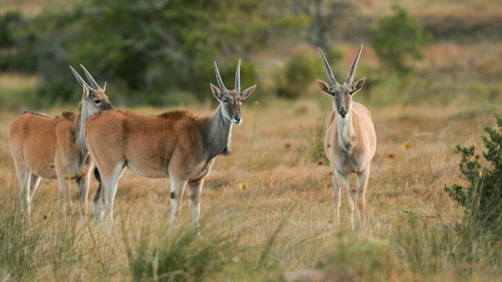 Rüyada Antilop Görmek Ne Demek? Ormanda Koşan Beyaz Antilop Sürüsü Görmek