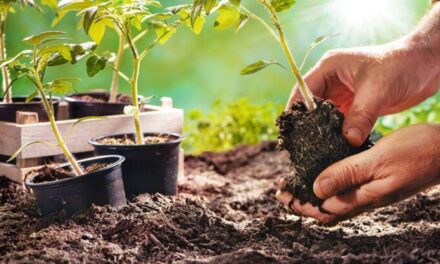 Rüyada Bitki Görmek Ne Demek? Evin İçinde Yeşil Bitkiler Görmek