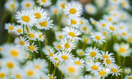 Rüyada Bahar Görmek Ne Demek? Bahar Çiçekleri İçinde Olduğunu Görmek