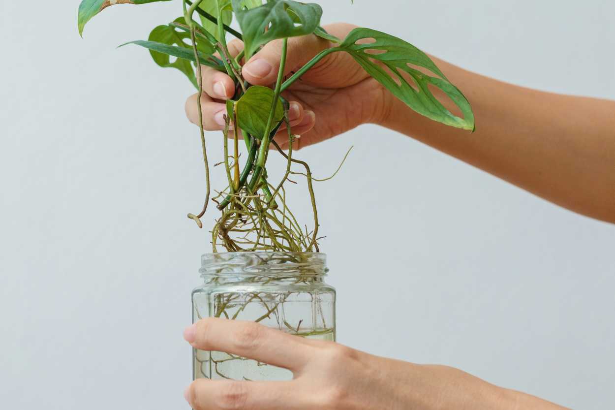 deve-tabani-cogaltma-shutter-3