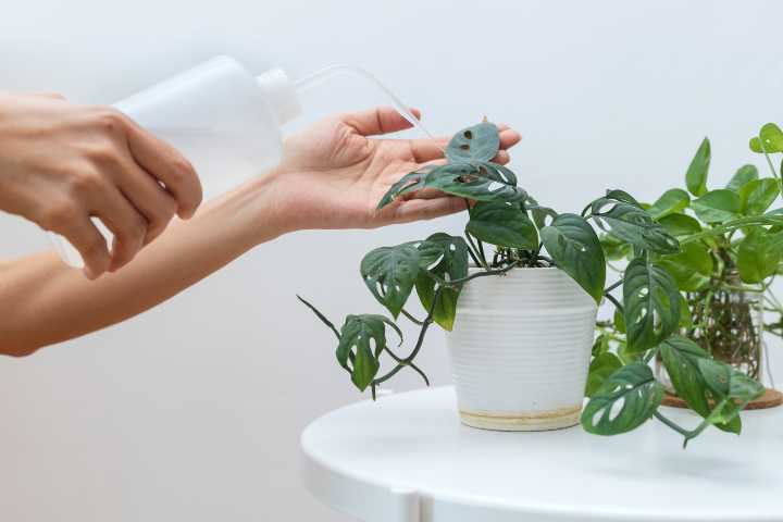 deve-tabani-cogaltma-shutter-4