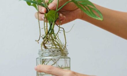 Deve Tabanı Çoğaltma: Deve Tabanı Nasıl Çoğaltılır?