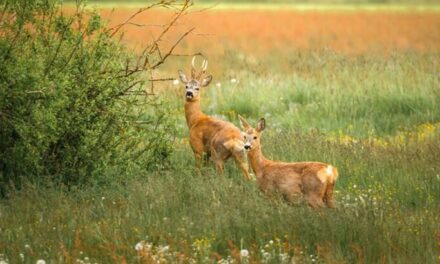 Rüyada Ceylan Görmek Ne Demek? Kısaca Ne Anlama Gelir?