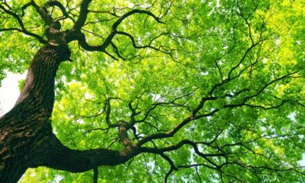 Rüyada Dal Görmek Ne Demek? Yapraklı Kuru Ağaç Dalı Görmek