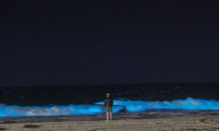 Denizden gelen zenginliklere yatırım yapan kazanacak
