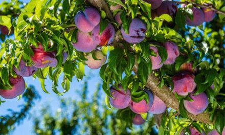 Rüyada Erik Ağacı Görmek Ne Demek? Sarı Ve Siyah Erik Ağaçları Görmek
