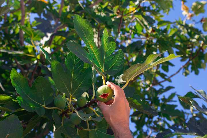 incir-yapraginin-faydalari-shutter-8