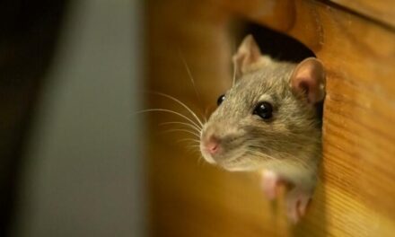 Rüyada Fare Görmek Nedir? (Diyanet) Evde Küçük Beyaz Fare Olduğunu Görmek