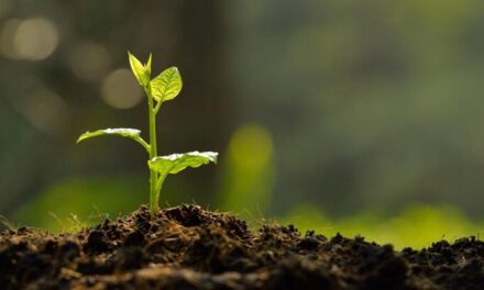 Rüyada Fidan Görmek Ne Demek? Kısaca Ne Anlama Gelir?