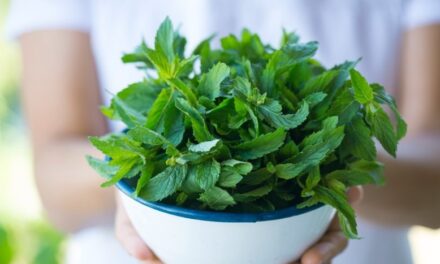 Doğal Güzelliğin Sırrı Nane Yaprağında Gizli!