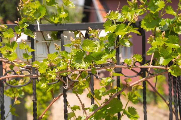 uzum-nasil-yetistirilir-shutter-3