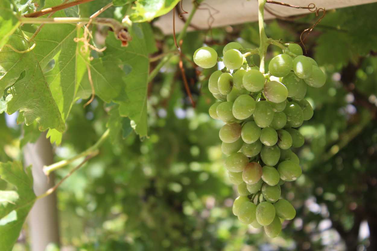 uzum-nasil-yetistirilir-shutter-4