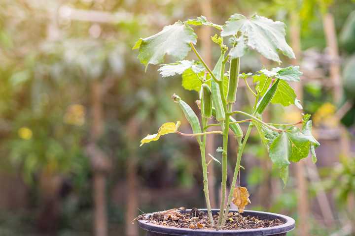 bamya-nasil-yetistirilir-shutter-2