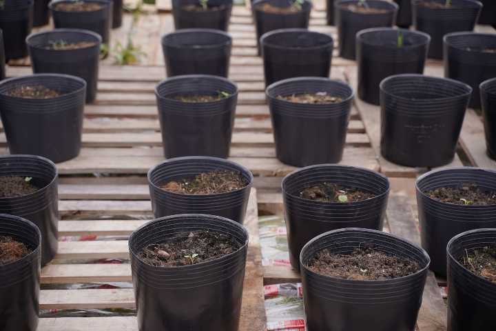 bamya-nasil-yetistirilir-shutter-3