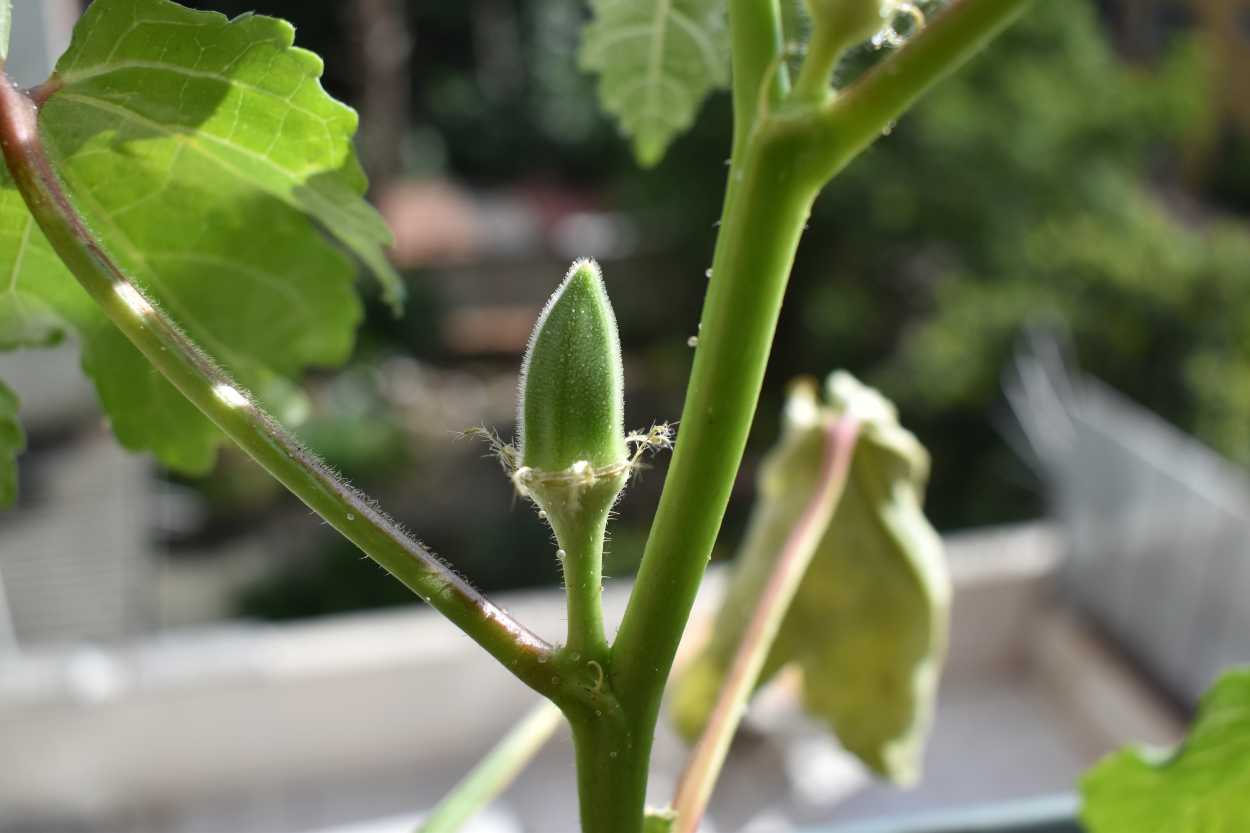 bamya-nasil-yetistirilir-shutter-4