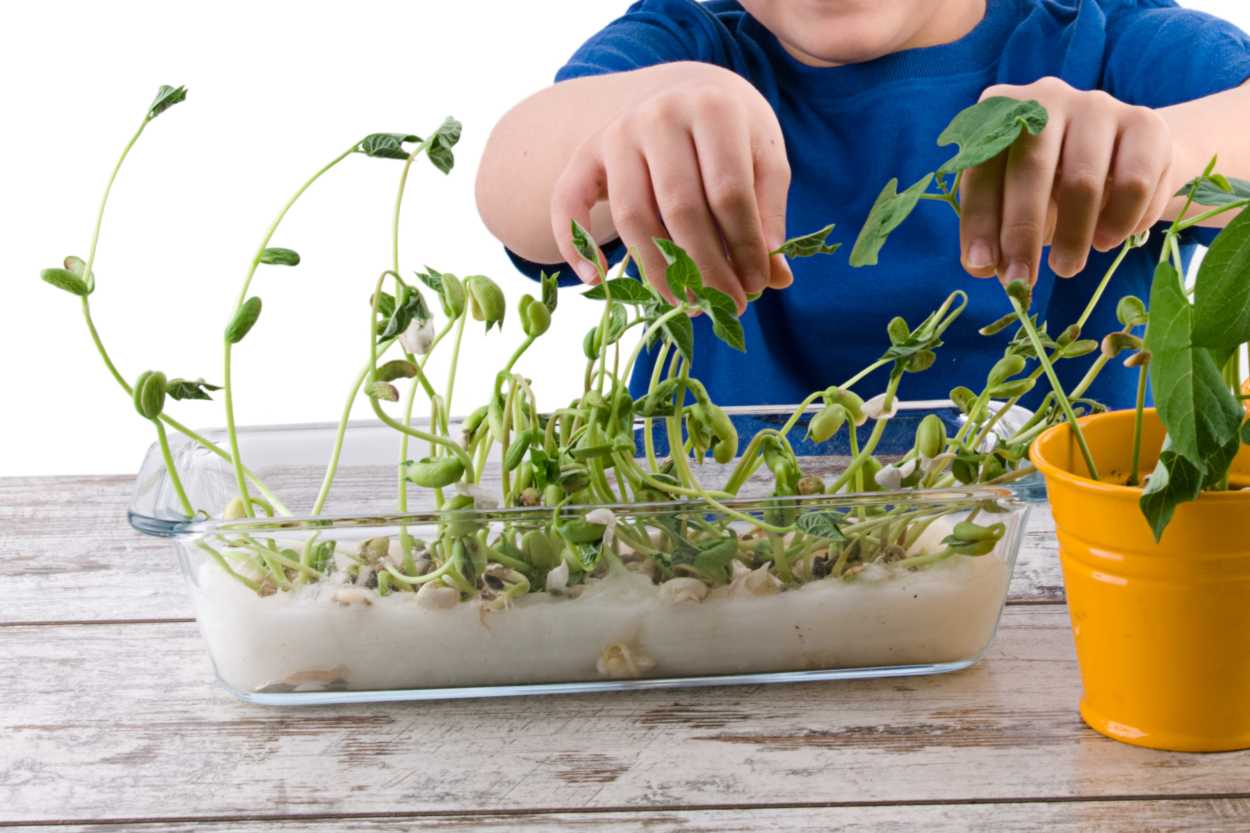 fasulye-nasil-yetistirilir-shutter-2