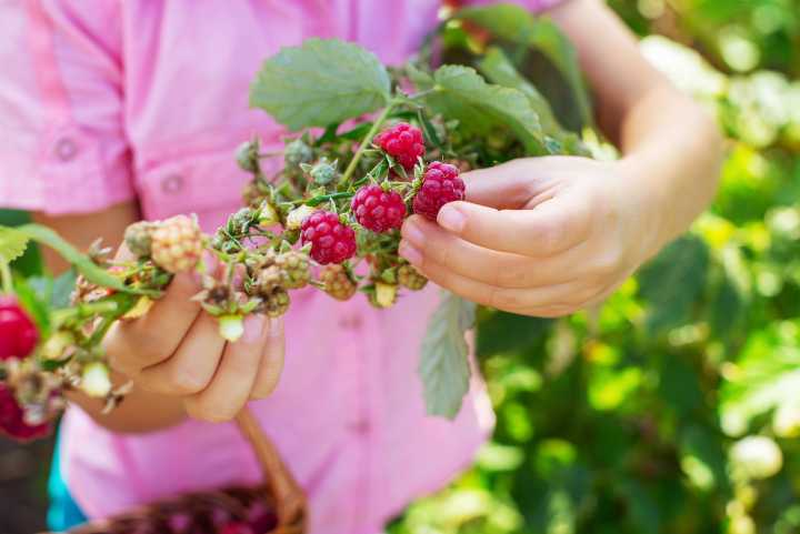 ahududu-nasil-yetistirilir-shutter-2