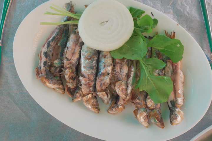 alp-balikcilik-kuzey-ege