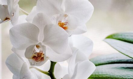 Solan orkidenizi tekrar canlandırıyor! Orkideniz bir haftada coşacak
