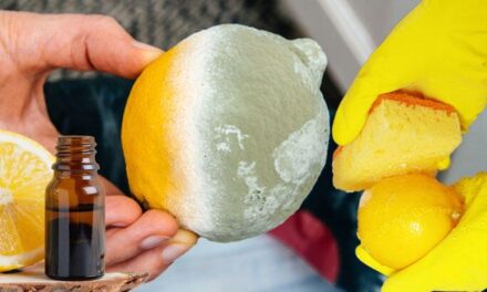 Limonun ömrünü uzatan yöntem… 2 ay taş gibi kalıyor