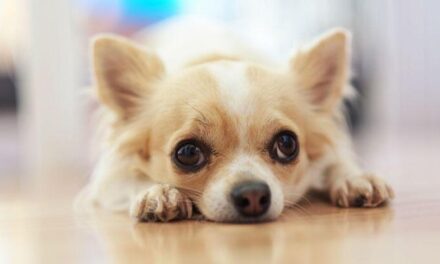 20 cm’den daha küçük! Ağırlığını tahmin etmek ise bir o kadar güç…